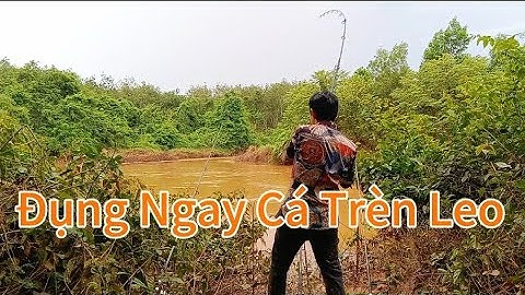 Câu Cá Suối Rạt, Một Ngày Câu Hai Vịnh Có Cá Ăn Mạnh #100 #Hoà Vlog 934.