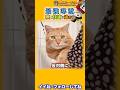 最強寒波でも猫が快適に過ごす方法 #Shorts