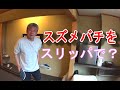 ふっくん 布川敏和 VS スズメバチ