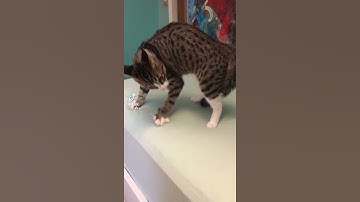 when the catnip hits 🌿