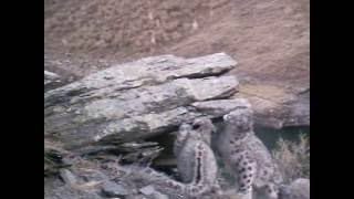На видео самка снежного барса с котятами На видео самка снежного барса с котятами