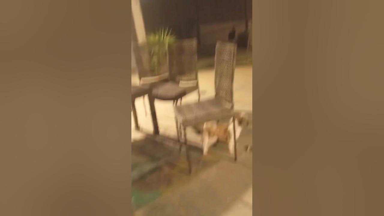 #song #love #bollywood #comedy #funny #indiansong #hindisong #pets @kamwalabhai-d1h π Subscribe #song #love #bollywood #comedy #funny #indiansong #hindisong #pets @kamwalabhai-d1h π Subscribe