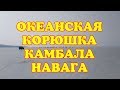 Рыбалка в Приморском крае ОКЕАНСКАЯ камбала корюшка навага Рыбы нет Full HD