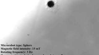 Magnetic manipulation of the spherical microrobot with attached hTMSCs.