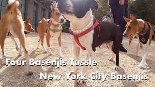Four Basenjis Tussle in Under Two Minutes - New York City Basenji Meetup - 22 October 2023 by New York City Basenjis 454 views 6 months ago 1 minute, 46 seconds