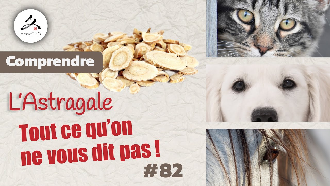 #82 Utilisation de l'Astragale en Phytothérapie, comment  bien l'utiliser ?