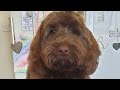 5 month old Cockapoo Puppy Update! GREEDIEST PUPPY EVER! RAW FED #CockapooPuppy