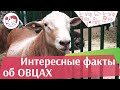 5 необычных фактов об овцах на ilikepet