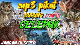 suara pikat burung hantu celepuk,langsung nyambar