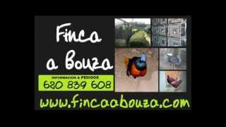 Venta de pavos reales