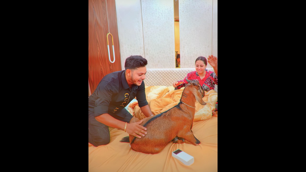 রাকিব ছাগল 🐐 নিয়ে রিতু কে Surprise দিলো 🤣 #rakibhossain
