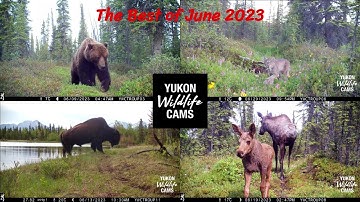 My Best trail cam videos of June 2023