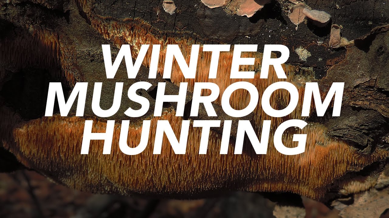 Winter Mushroom Hunting with Adam Haritan