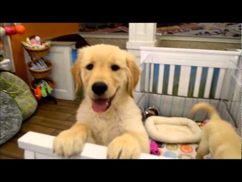 charm city puppies 2 golden retrievers at charm city puppies 5 11 12 charm city puppies 2 golden retrievers at charm city puppies 5 11 12