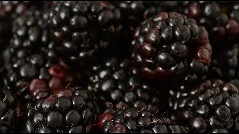 Frozen Blackberry sorted by Spray | RAYTEC VISION SpA