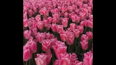 Tulip fields in the Netherlands / beautiful Nature flowers / sun shine #spreadsmile #shorts