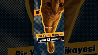 Kim Demiş Kediler Bu Akıma Katılamaz Diye