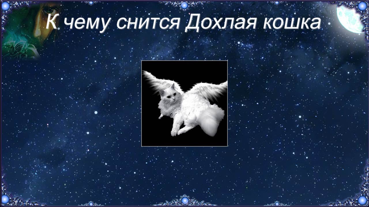 К чему снится Дохлая кошка (Сонник)