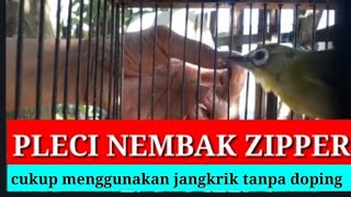 TERNYATA jangkrik bisa membuat PLECI NEMBAK ZIPPER tanpa menggunakan dopin.