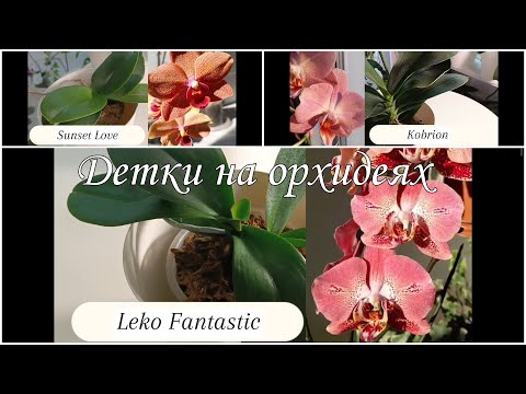 СТИМУЛЯЦИЯ роста КОРНЕЙ