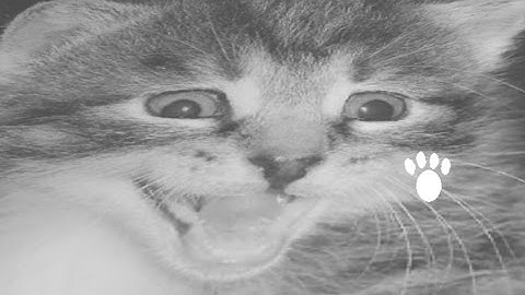 POOPING SUPERCAT | CAT SIMULATOR