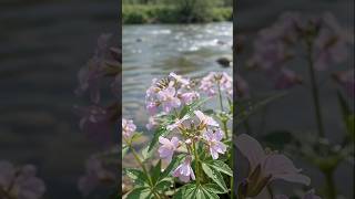🌸 Peaceful Flowers by the River | Relaxing Nature 🌿💧 #Shorts #viral #viralvideo #video
