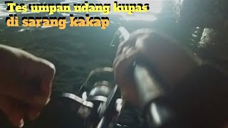 Mancing Di Sarang Kakap Pakai Umpan Udang Kupas