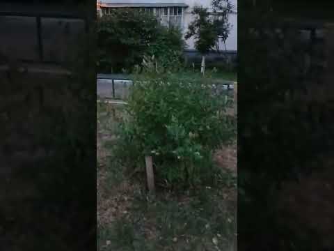 Video: Spirea kontroll aedades: kuidas peatada Jaapani spirea levik