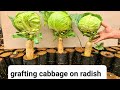 how to breed cabbage with radish for great results