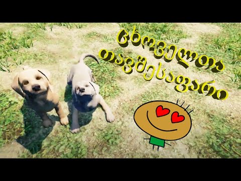 Animal Shelter (Gameplay by ShotaVlogger)