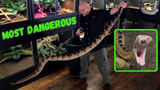 Snakes Danger Criteria vs  Black-headed Bushmaster