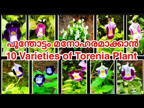 Torenia Plant Care /Torenia Different Colours Making/കാക്കപ്പൂവ് വ്യത്യസ്ത നിറങ്ങൾ ഉണ്ടാക്കാം