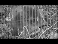 Старые видео о медведе Мансуре 10