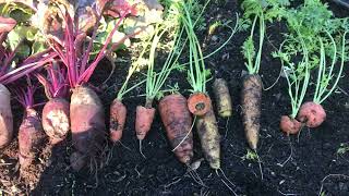 Rilke, Carrots And Beets. Defeat, In The Garden.