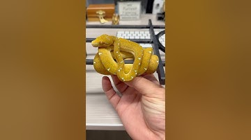How to tame a spicy Green Tree Python. 🤓🐍🔥
