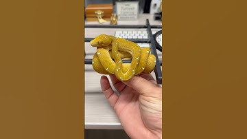 How to tame a spicy Green Tree Python. 🤓🐍🔥