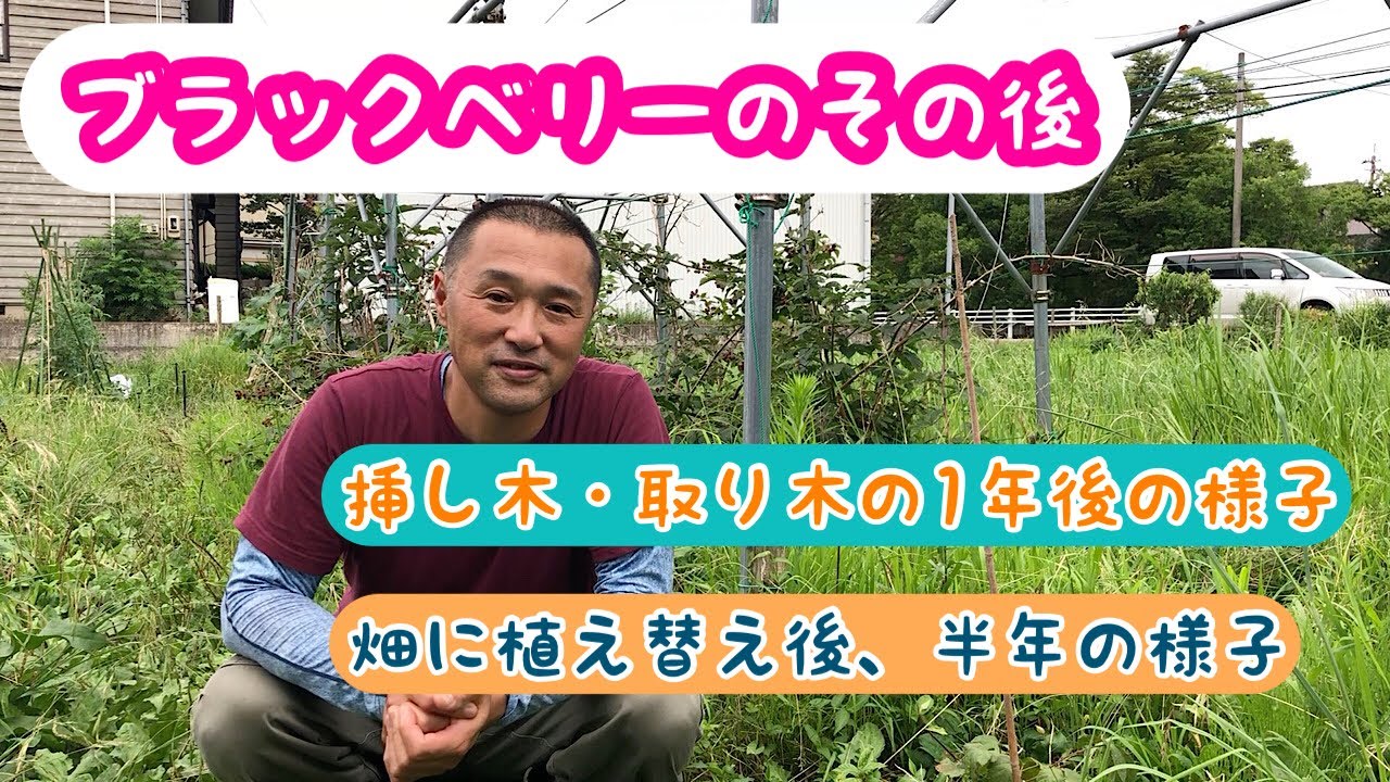 ブラックベリー挿し木取り木1年後の様子と種類変えの植替え半年後の様子 家庭菜園 Youtube