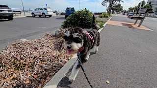 Miniature Schnauzer Takes You For A Walk