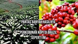 Perkebunan Kopi dan Industri Kopi di Brazil - Reaction