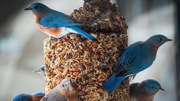 Hoe lok ik blauwe vogels naar mijn tuin?