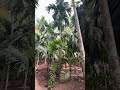 Diveagar Beach nearby Garden 2