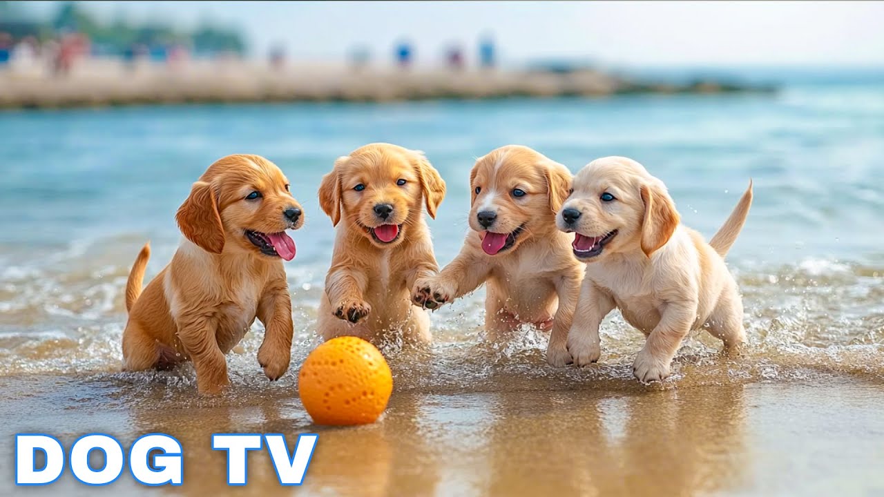 12 Hours of Dog TV for Dogs to Watch 🐶 Dog calming music - Anti Separation Anxiety Relief Music