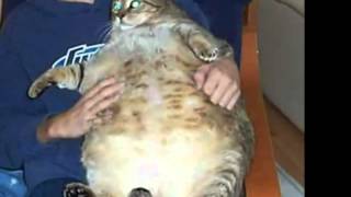 Самые толстые коты мира! Топ 5! Самые толстые коты мира! Топ 5!