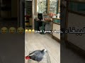 ضحك مسلسل اغاني اكسبلور جنن الشايب الببغان خر عليك ضحك مسلسل اغاني اكسبلور جنن الشايب الببغان خر عليك