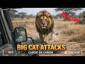 When Big Cats Attack. Caught On Camera.