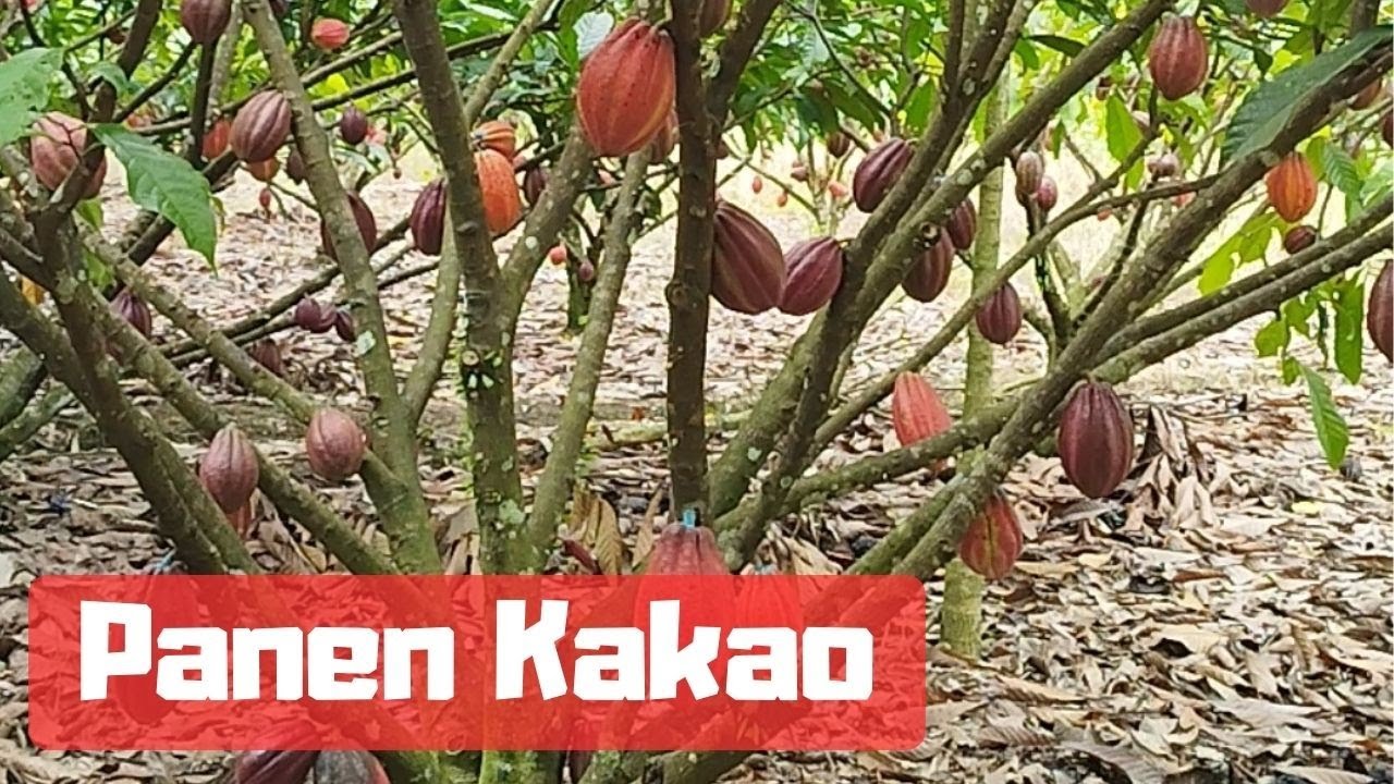 Serunya Panen Buah Kakao MCC 02