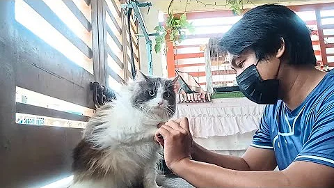 Watch the video about Home Service Pet Grooming in the Philippines - Cat Full Actual Grooming | Pet Grooming TV