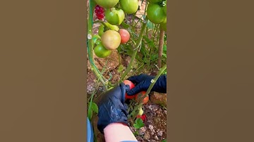 Panen tomat segar di ladang dengan hasil yang sangat memuaskan #shorts