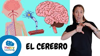 COSAS QUE NO SABÍAS SOBRE EL CEREBRO EN LENGUA DE SIGNOS | Happy Learning