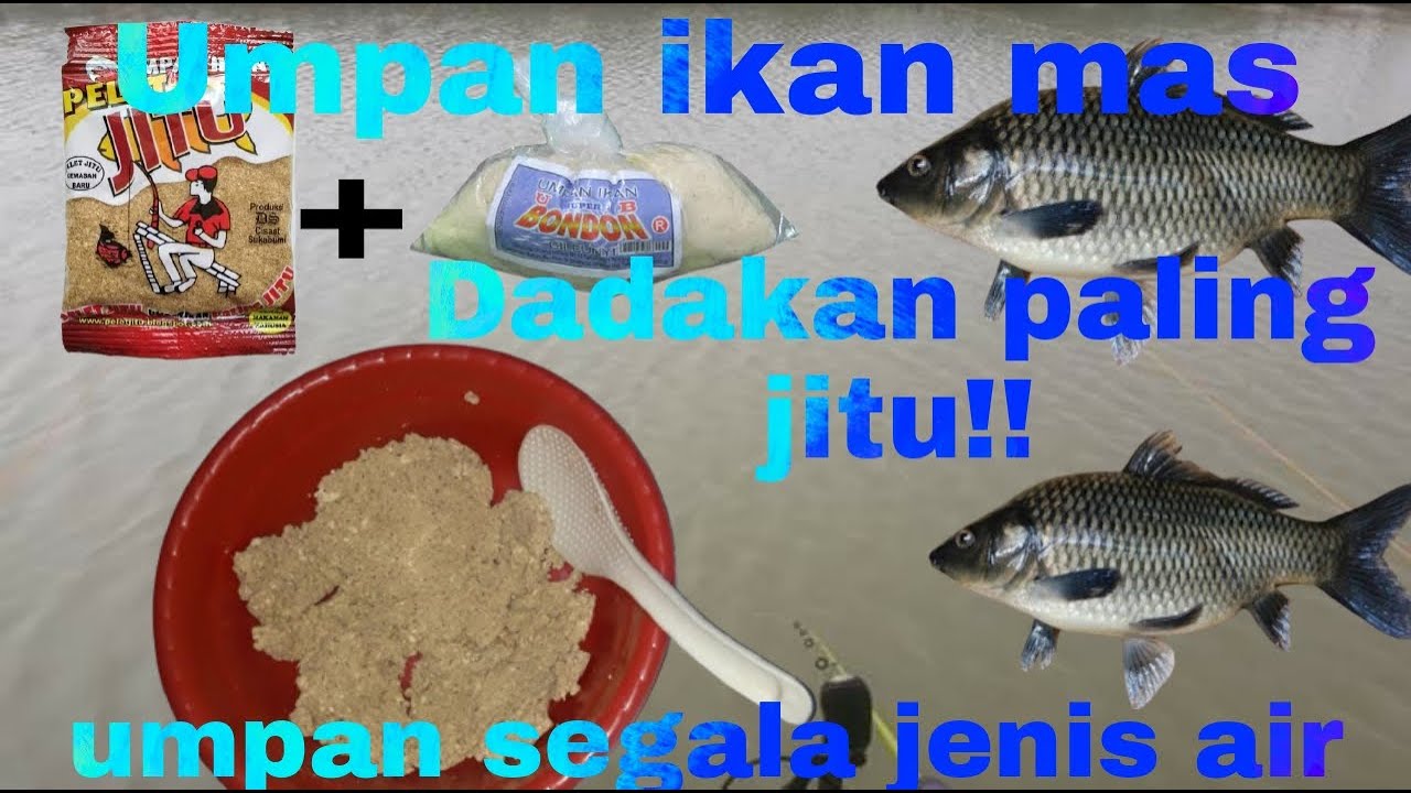 UMPAN IKAN MAS DADAKAN PALING JITU||SEGALA JENIS AIR!!!